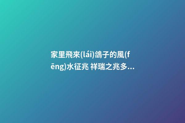 家里飛來(lái)鴿子的風(fēng)水征兆 祥瑞之兆多有祝福